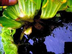 Image of pistia