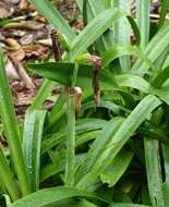 صورة Hippeastrum papilio (Ravenna) Van Scheepen