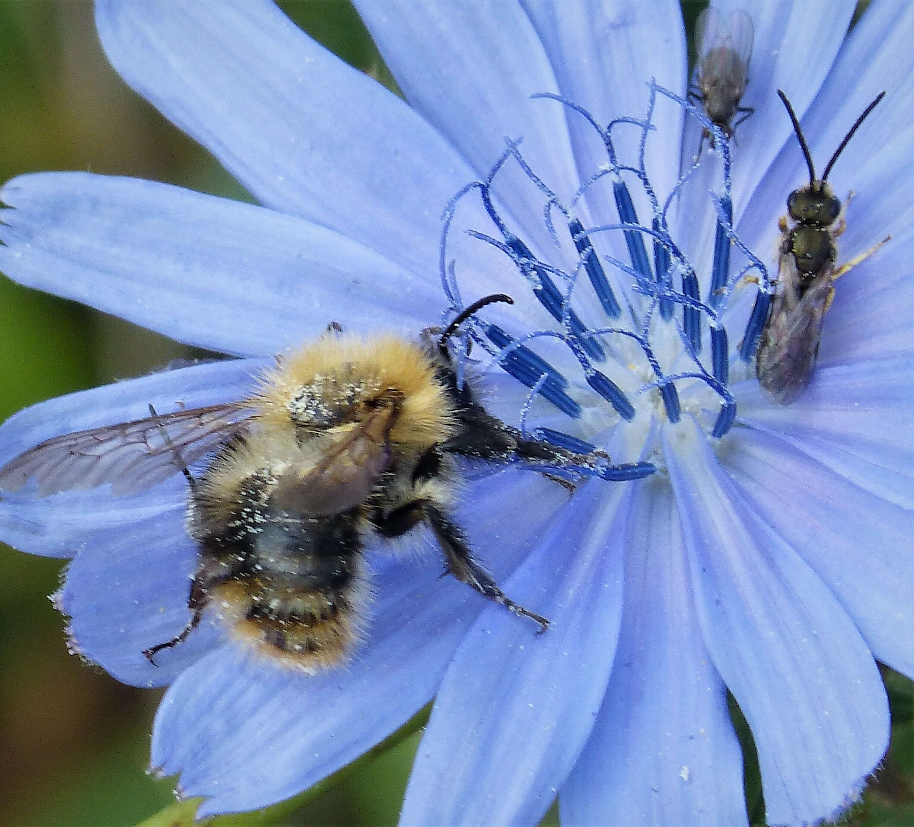 Image de Halictus Latreille 1804