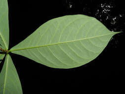 Image of Daphnopsis costaricensis K. Barringer & Grayum