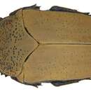 Image of Hologymnetis cinerea (Gory & Percheron 1833)