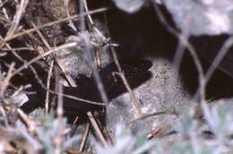 Image of Columbretes Wall Lizard