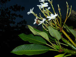 Image de Plumeria rubra L.