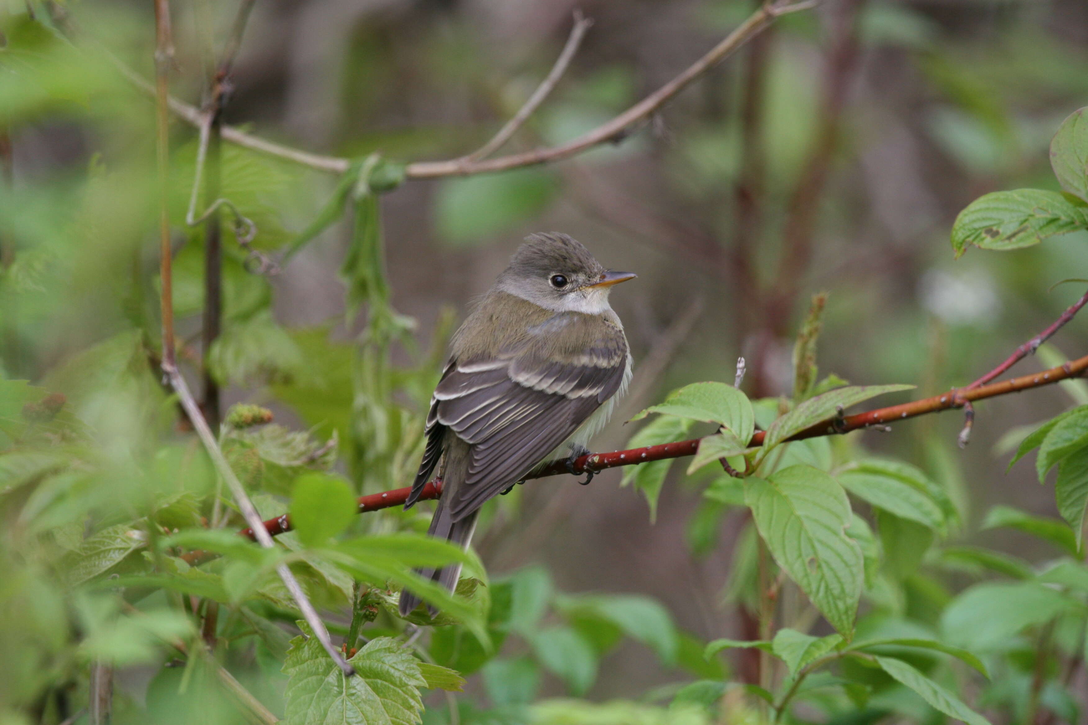 Image of Empidonax Cabanis 1855