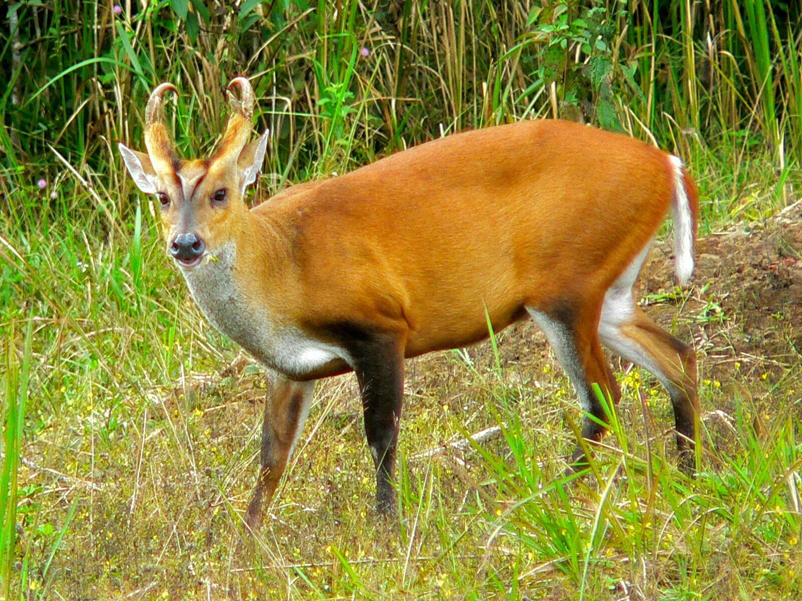 Image of Barking Deer