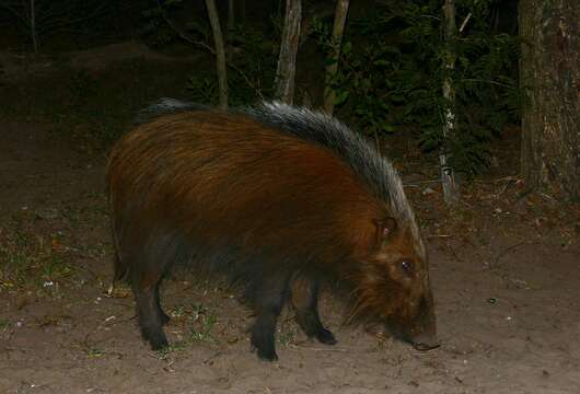 Image of Bush Pig and Red River Hog