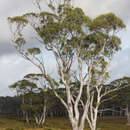 Image de Eucalyptus pauciflora subsp. pauciflora