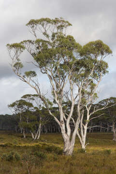 Image de Eucalyptus pauciflora Sieber ex Spreng.