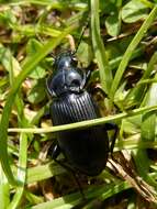 Plancia ëd Pterostichus (Petrophilus) melanarius (Illiger 1798)