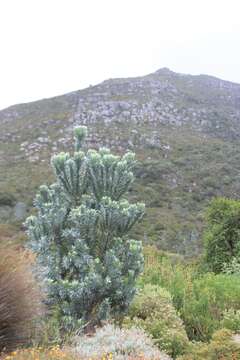 Imagem de Leucadendron argenteum (L.) R. Br.