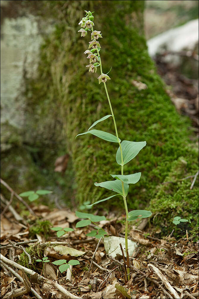 Image of Epipactis pontica Taubenheim