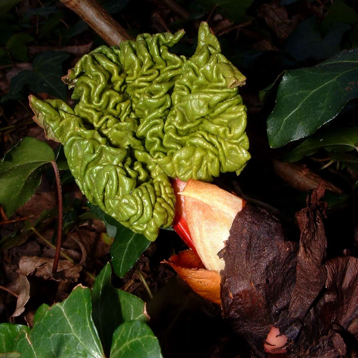 Image of rhubarb