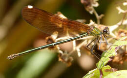 Image of Jewelwings