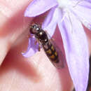 Image of Ladder-backed Hover Fly