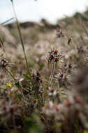 Image of star clover