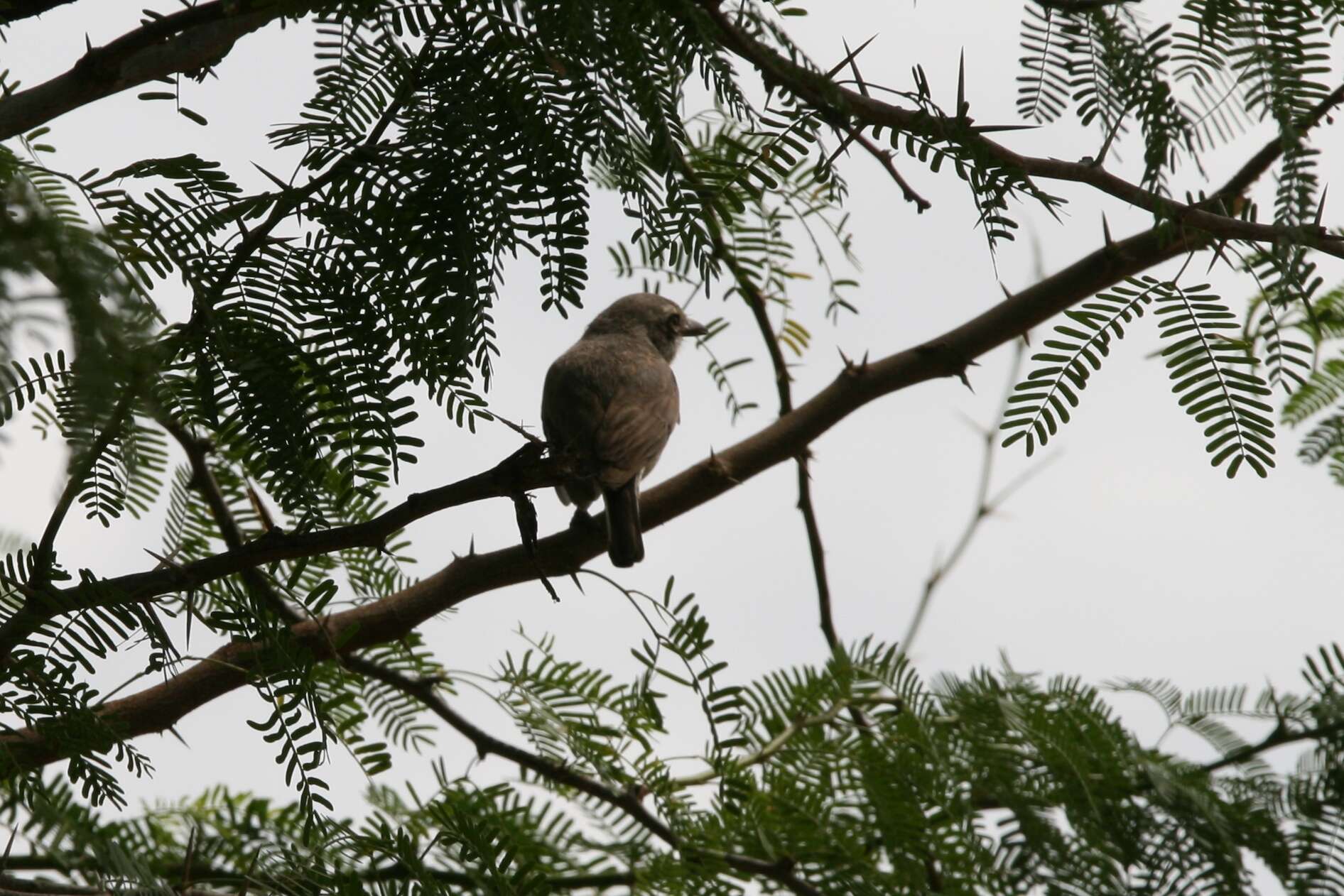 Tephrodornis pondicerianus (Gmelin & JF 1789)的圖片