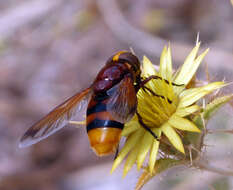 Image of Volucella