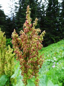 Image of Munk's rhubarb