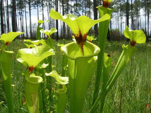 Image of Yellow pitcher plant