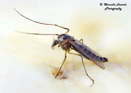 Image of midges