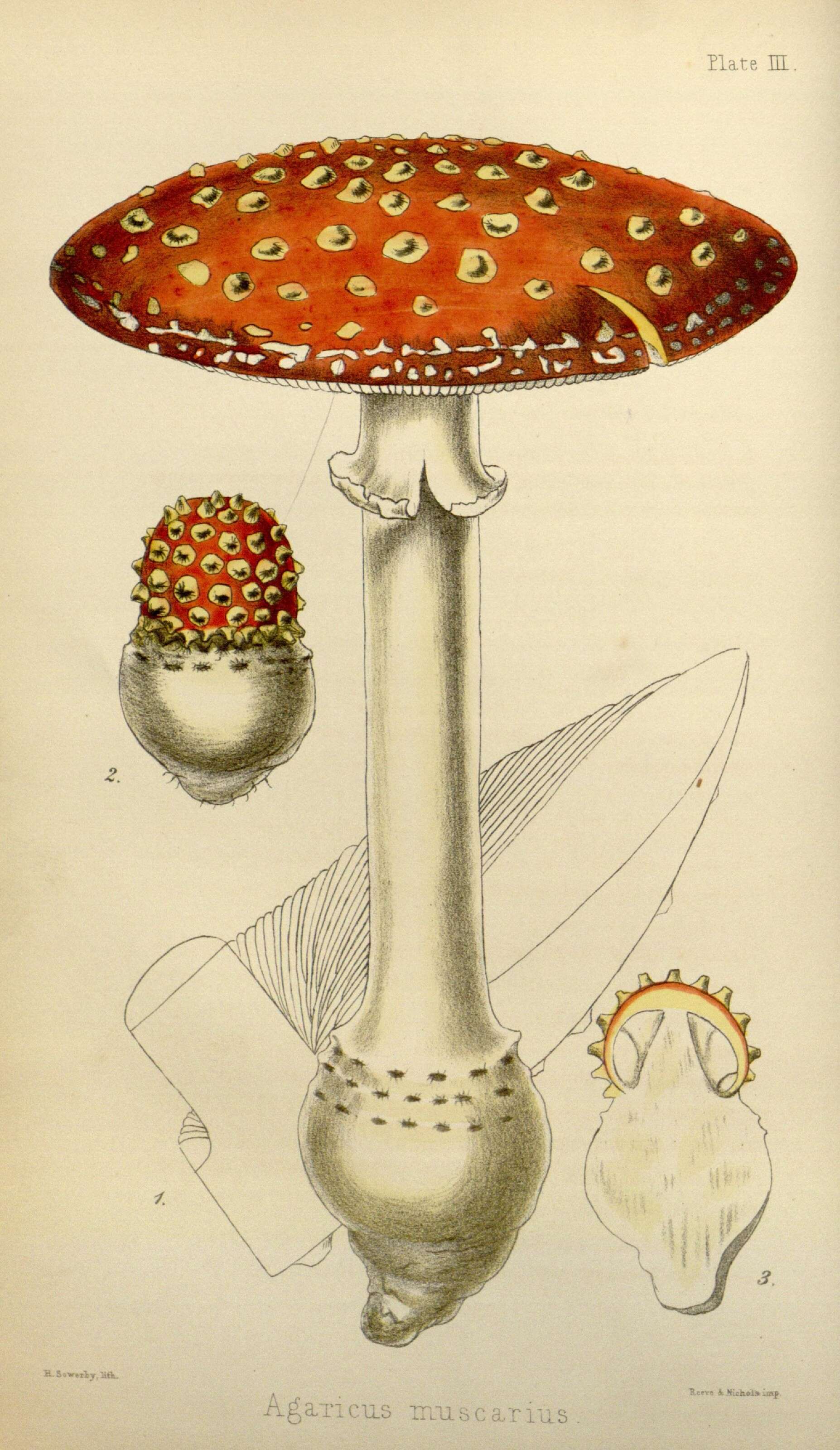 Image of Amanita