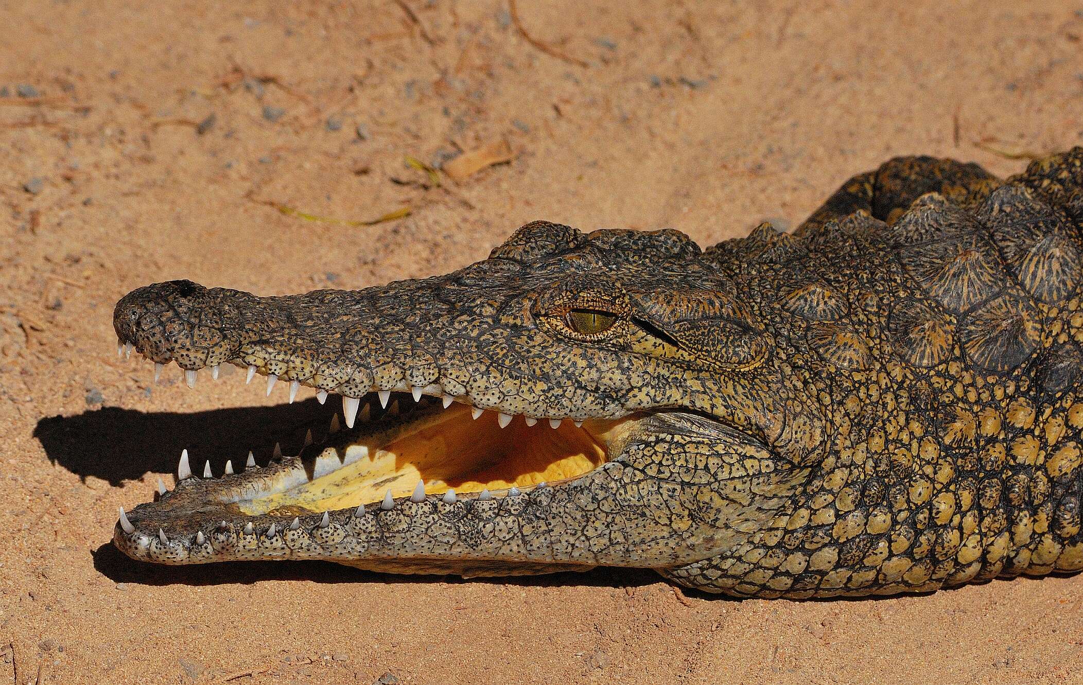 Image of crocodiles