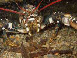 Image of lobster