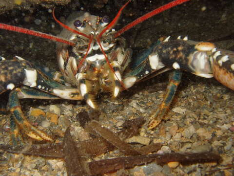 Image of Common lobster