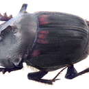 Image of Onthophagus (Paraphanaeomorphus) phanaeiformis Boucomont 1914