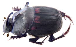 Image of Onthophagus (Paraphanaeomorphus) phanaeiformis Boucomont 1914