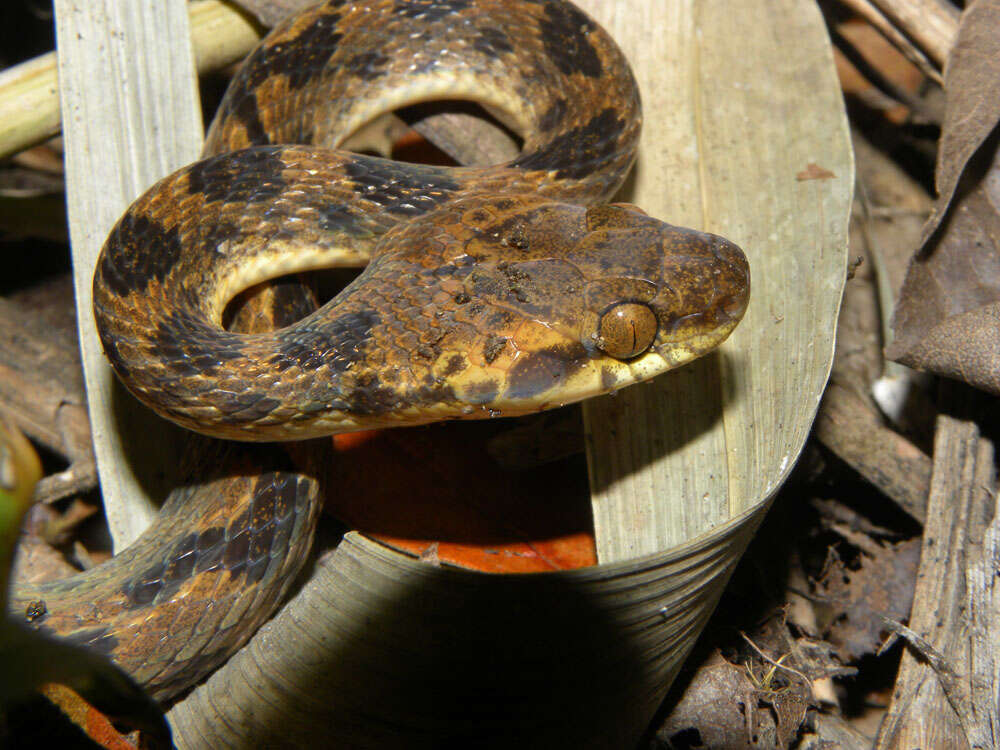 Image of cat-eyed snakes