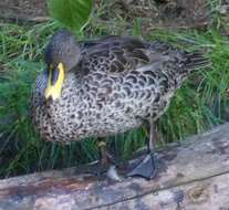 Image of Yellow-billed Duck