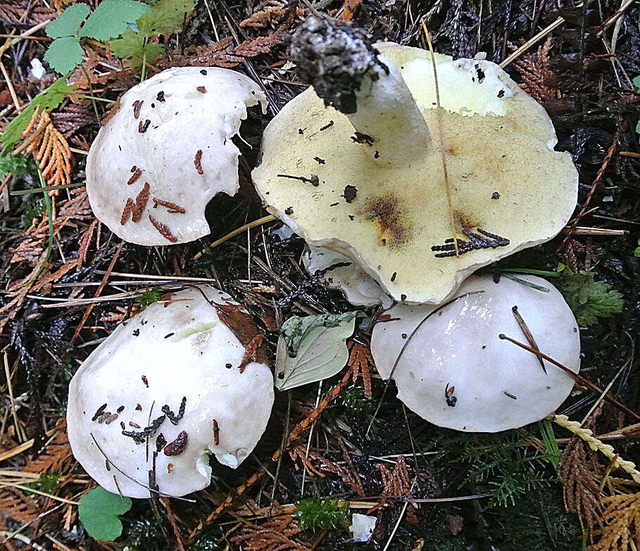 Image of Slippery white bolete