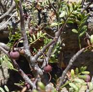 Image de Bursera microphylla A. Gray