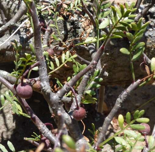 Image de Burseraceae