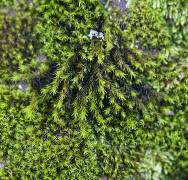 Image of orthotrichum moss