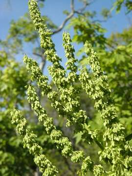 Rumex verticillatus L. resmi