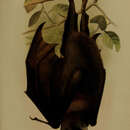 Imagem de Pteropus melanotus natalis Thomas 1887