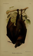 Image of Black-eared Flying Fox