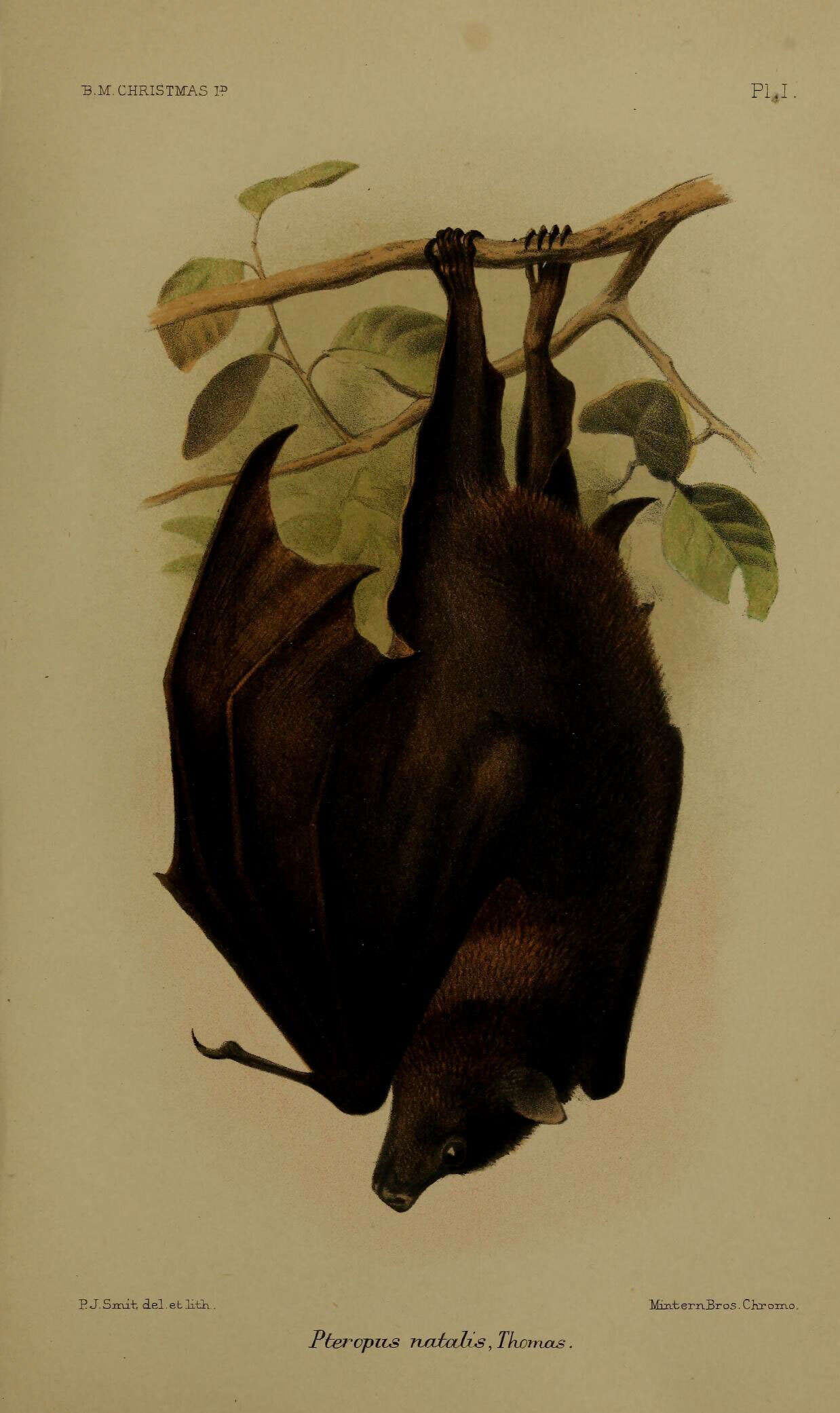 Image de Pteropus melanotus Blyth 1863