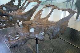 Image of Chasmosaurus Lambe 1914