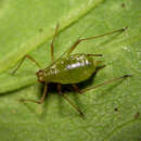 Image of Macrosiphum (Macrosiphum) opportunisticum Jensen 2012