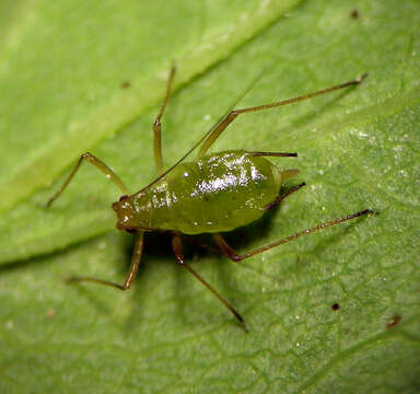 Imagem de Macrosiphum (Macrosiphum) opportunisticum Jensen 2012