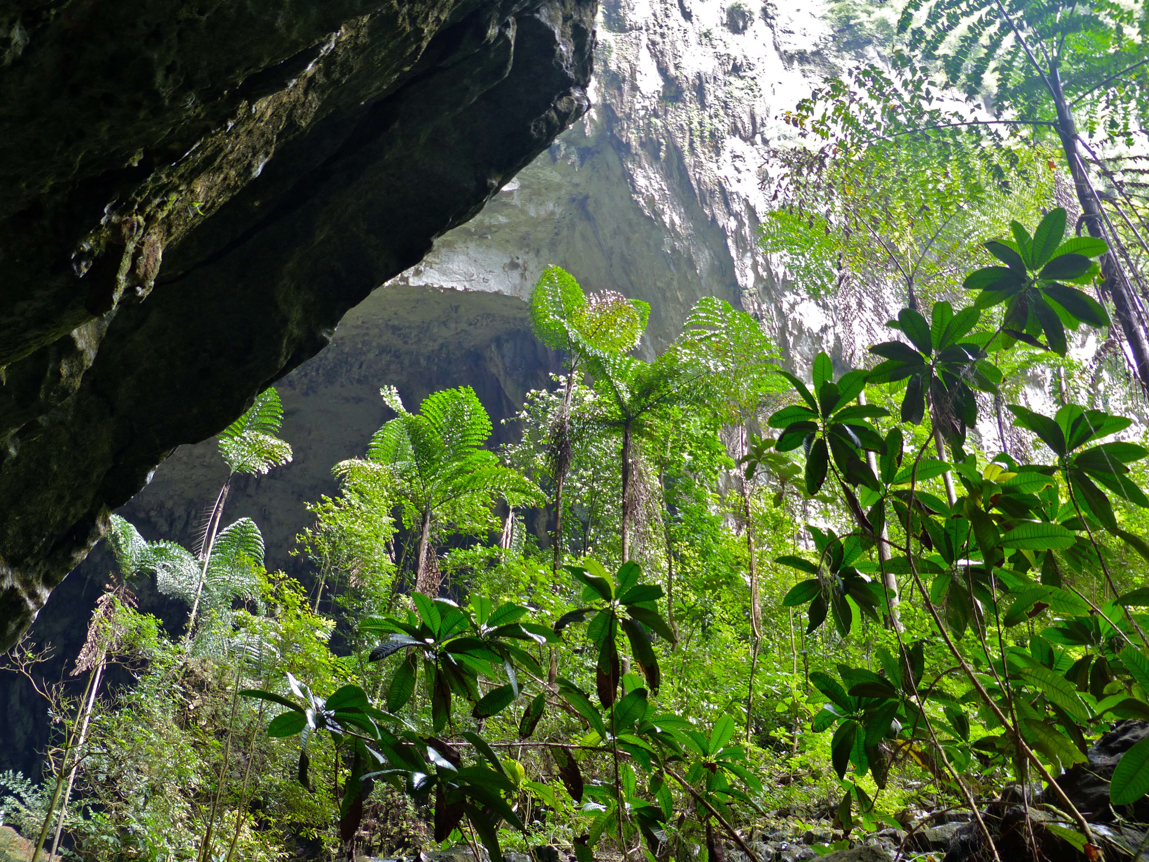 Image of fishtail palm