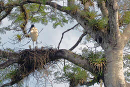 Image of Jabiru Hellmayr 1906