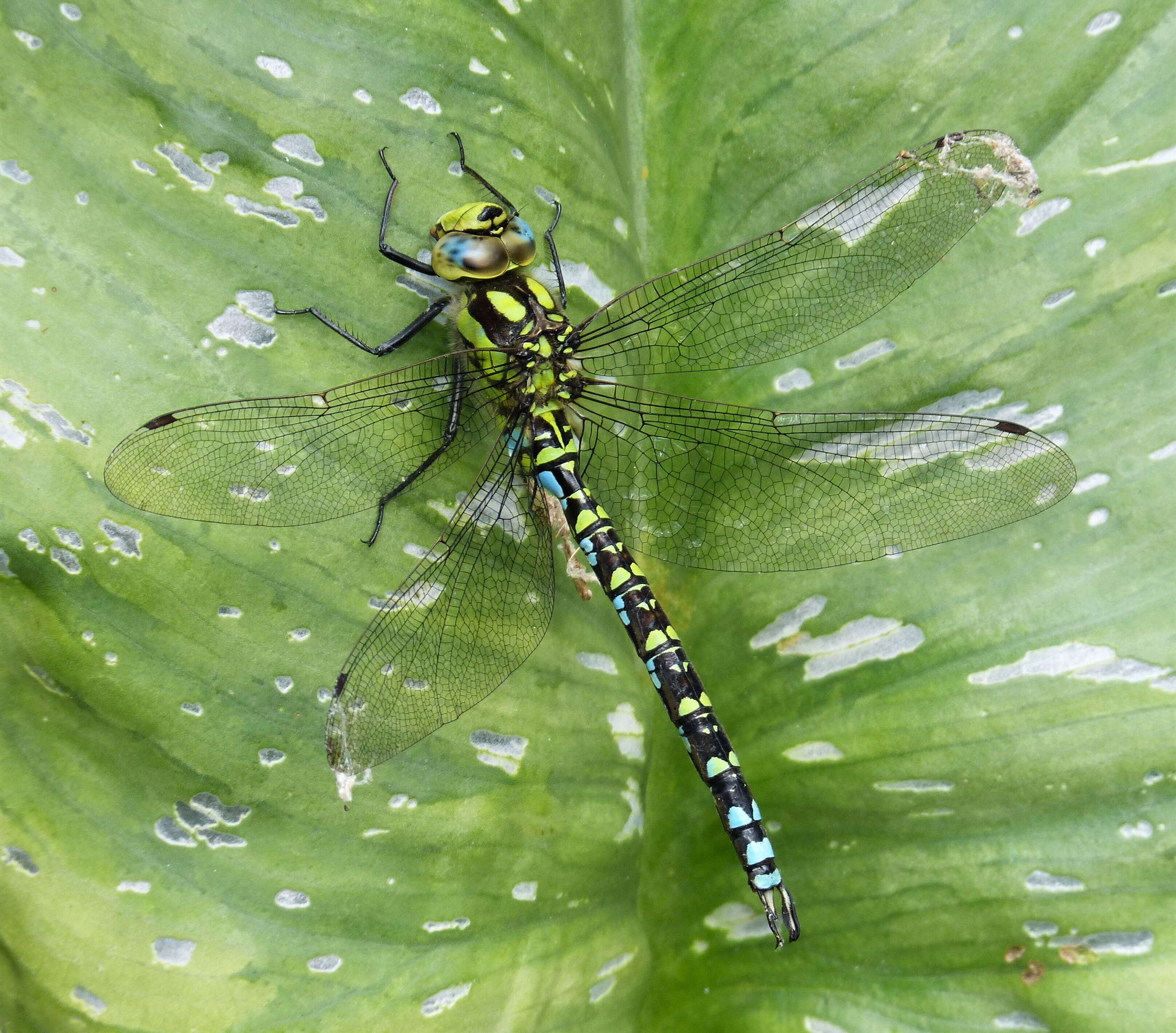 Aeshna cyanea (Müller 1764) resmi