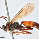 Imagem de Ichneumon boreellus Thomson 1896