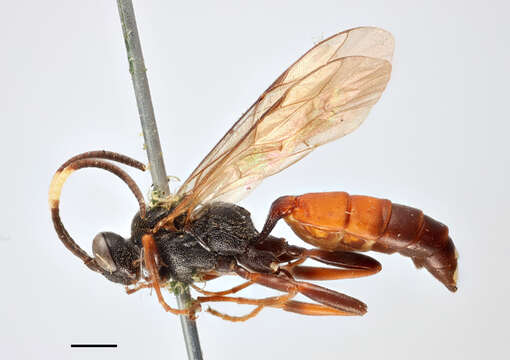 Imagem de Ichneumon boreellus Thomson 1896