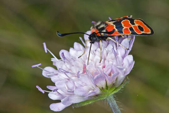 Image of Zygaena fausta Linnaeus 1767