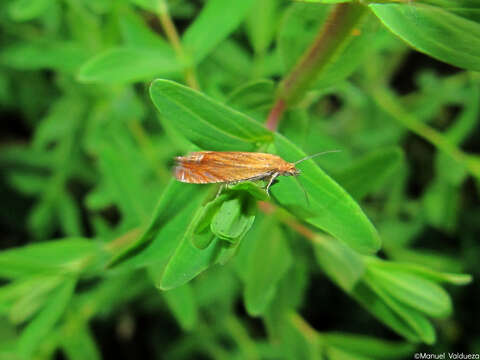 Image of Lathronympha